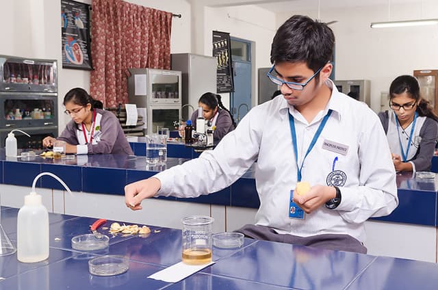 Somerville School Gallery