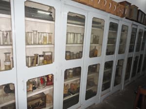 St. Francis' College Gallery