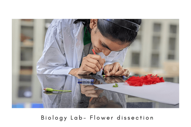 BLISS International School Gallery