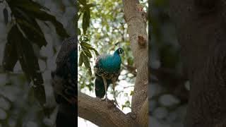 Taurian World School Videos